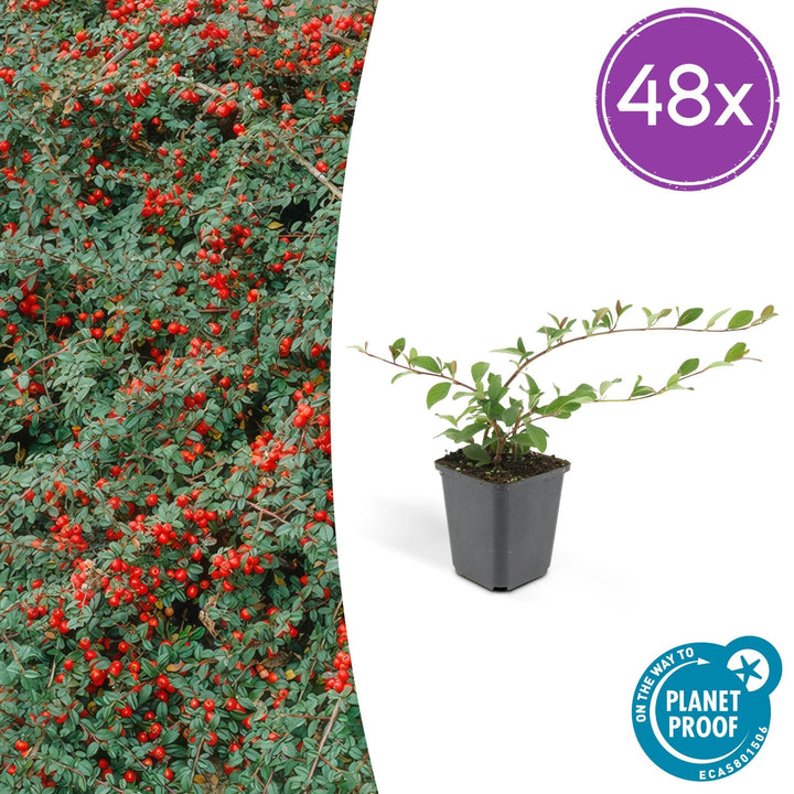Cotoneaster Dammeri 'Major' - 25cm - Acheter une plante d'intérieur