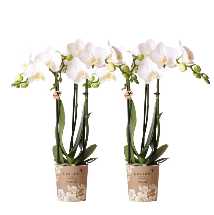 Combi deal - 2 Orchideeën - Phalaenopsis Orchidee