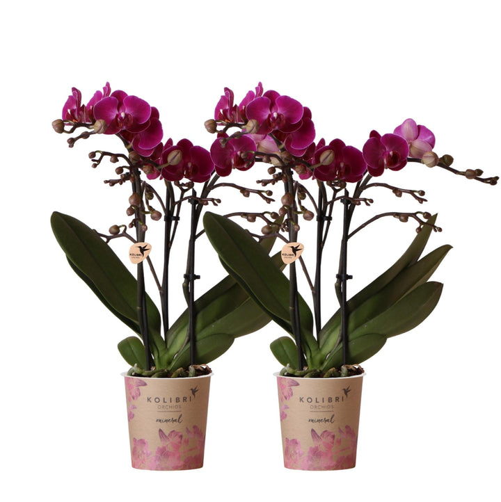 Combi deal - 2 Orchideeën - Phalaenopsis Orchidee