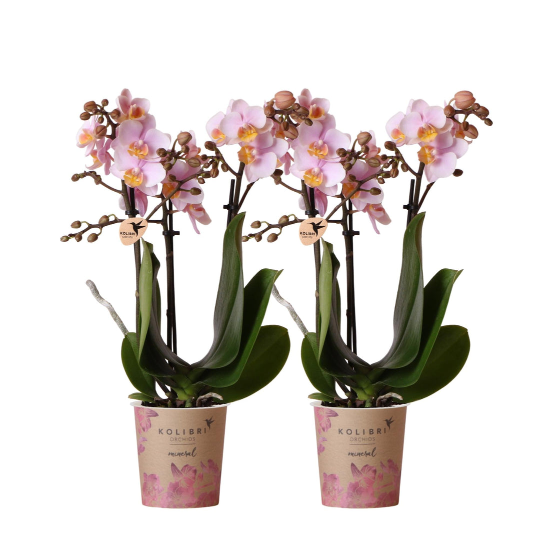 Combi deal - 2 Orchideeën - Phalaenopsis Orchidee