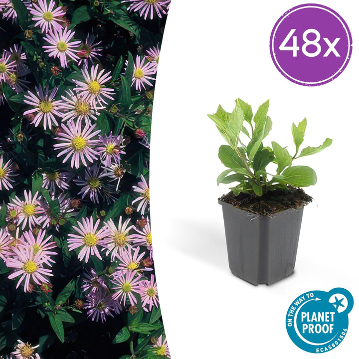 Aster Ageratoides 'Asran' - 20cm - Kamerplant Kopen