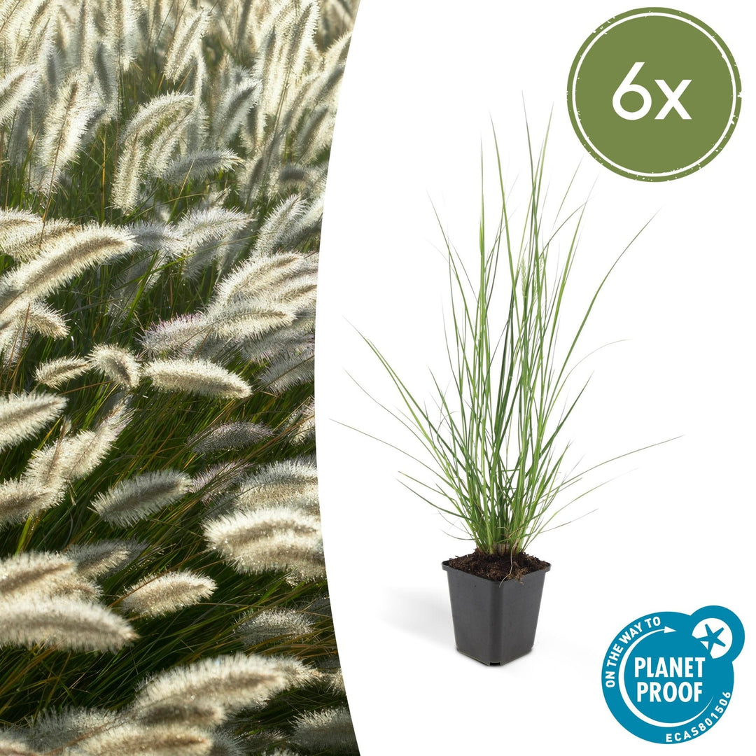 Pennisetum Alopecuroides 'Hameln' - 20cm