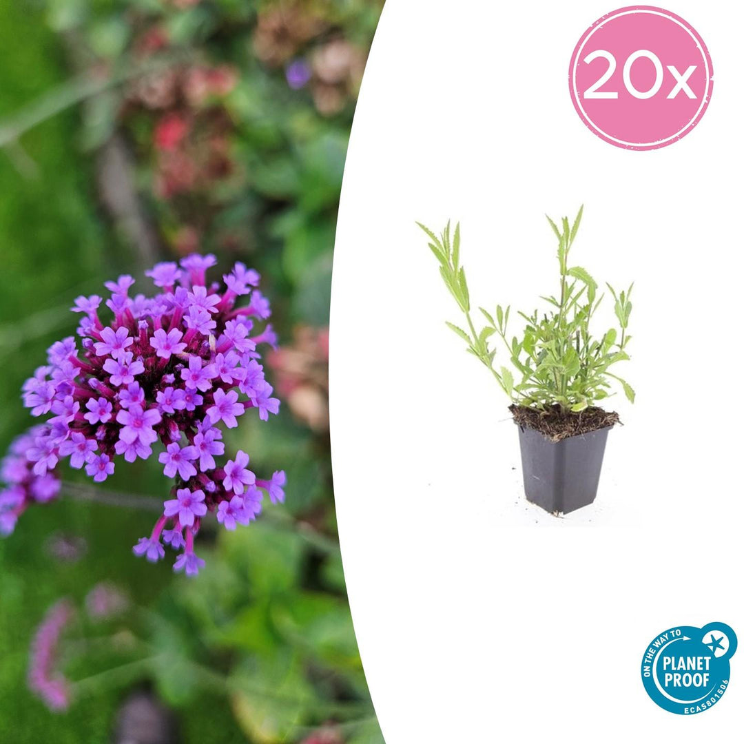 Verbena Bonariensis - 20cm - Kamerplant Kopen