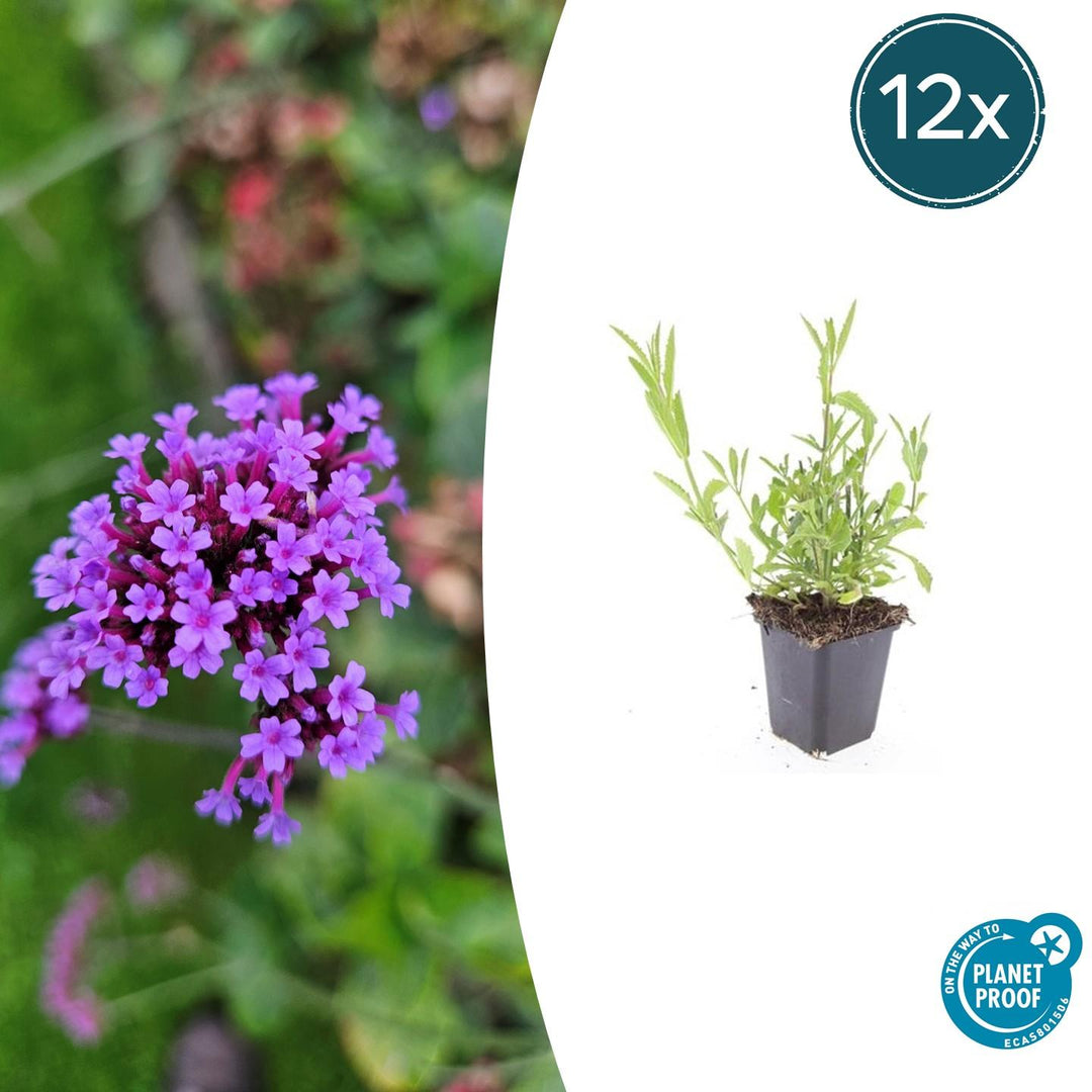Verbena Bonariensis - 20cm - Kamerplant Kopen