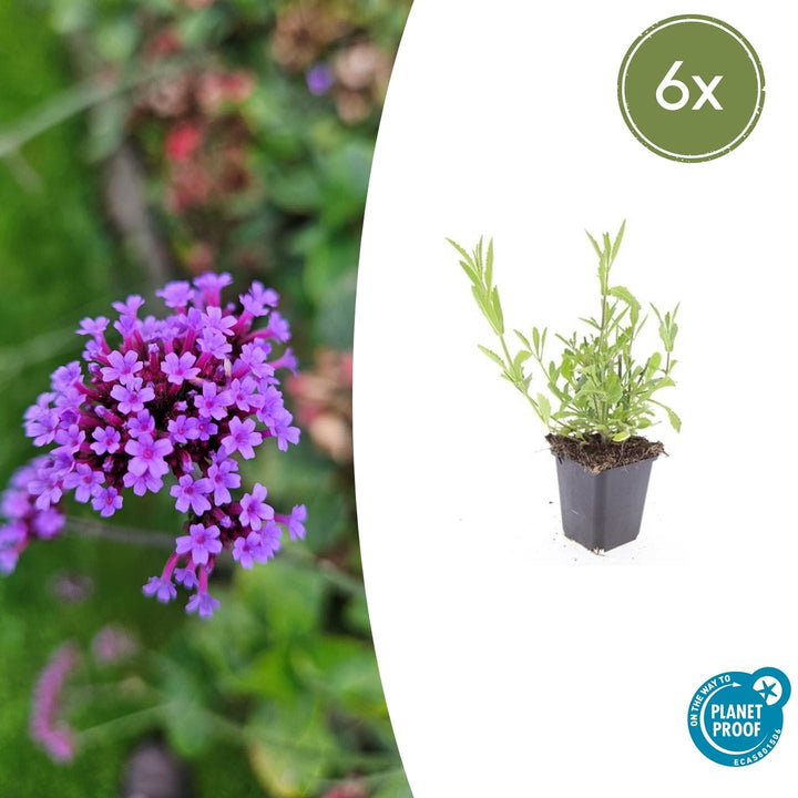 Verbena Bonariensis - 20cm - Kamerplant Kopen