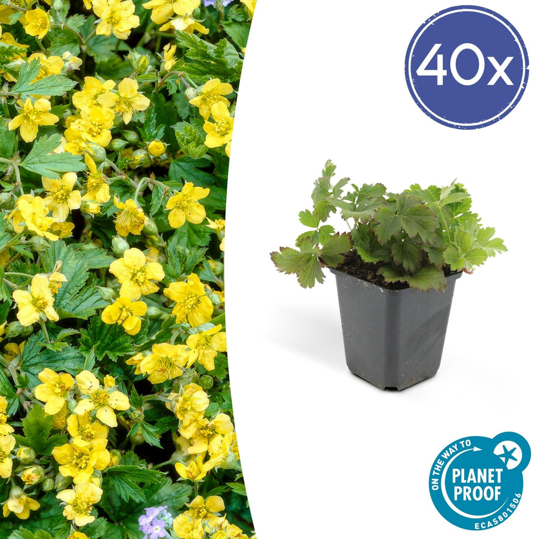 Waldsteinia Ternata - 20cm - Acheter une plante d'intérieur