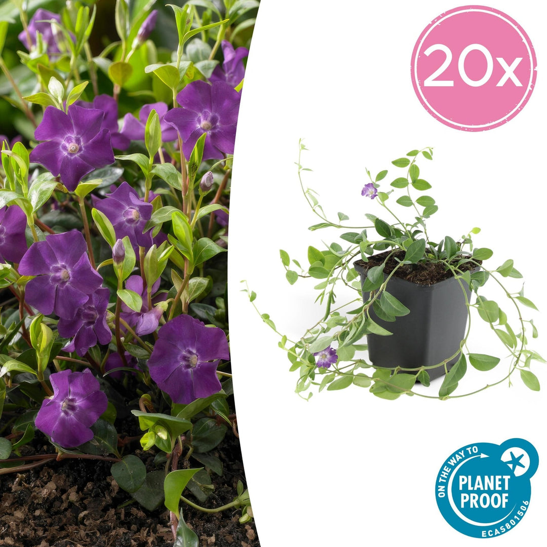 Vinca Minor 'Atropurpurea' - 20cm - Maagdenpalm | Koop