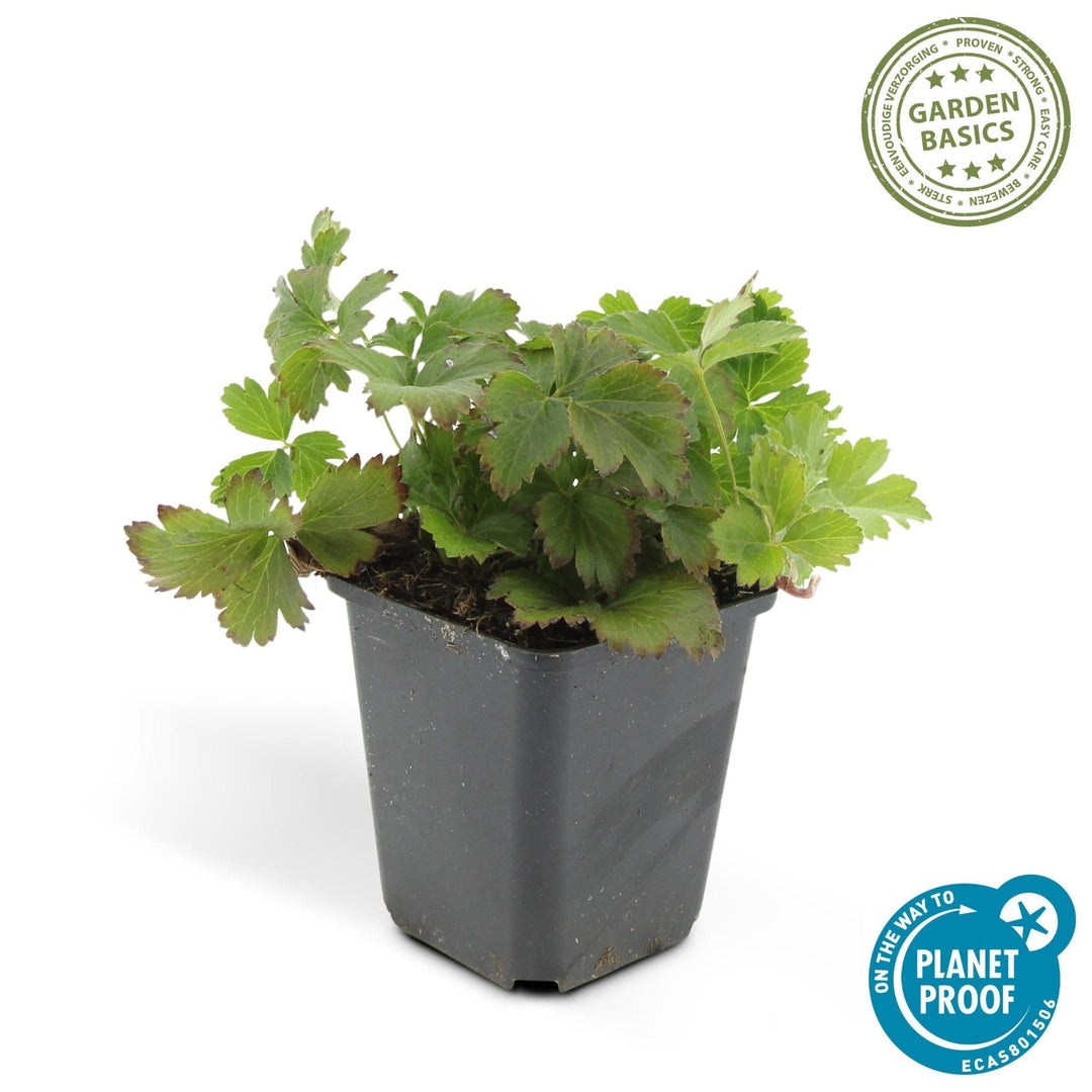 Waldsteinia Ternata - 20cm - Acheter une plante d'intérieur
