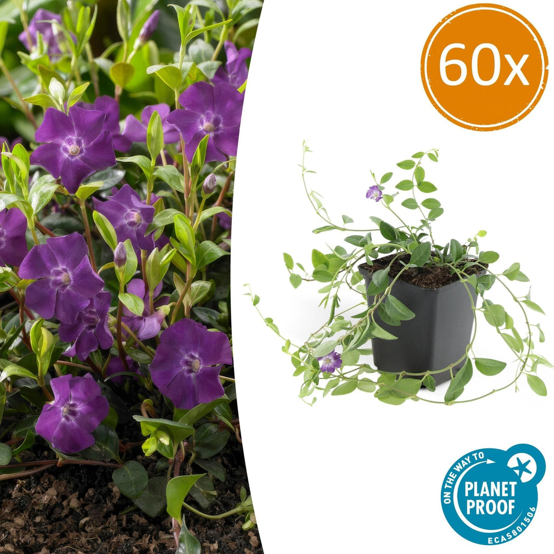 Vinca Minor 'Atropurpurea' - 20cm - Maagdenpalm | Koop