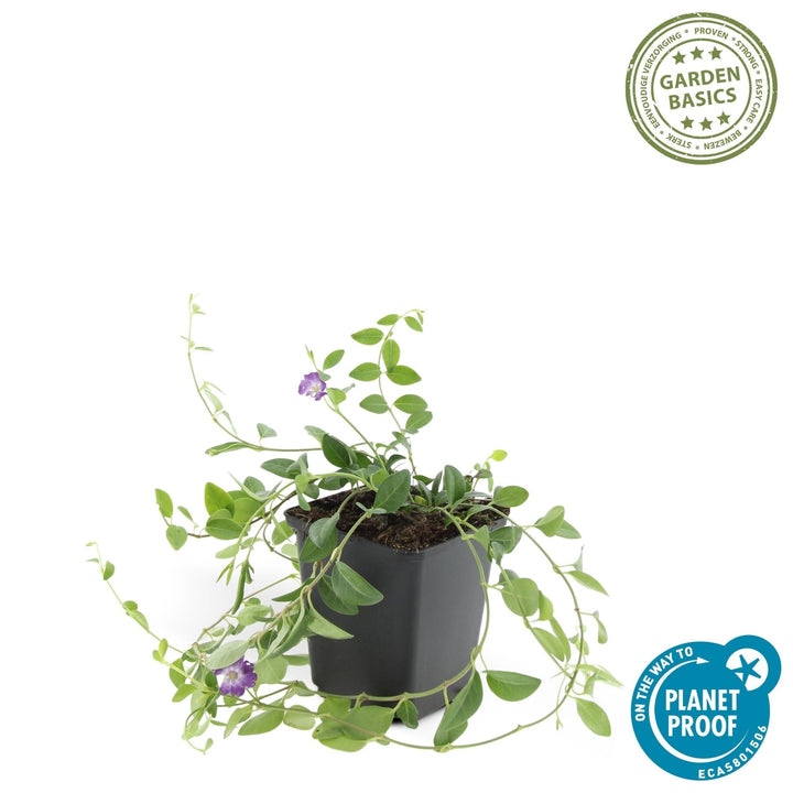 Vinca Minor 'Atropurpurea' - 20cm - Maagdenpalm | Koop