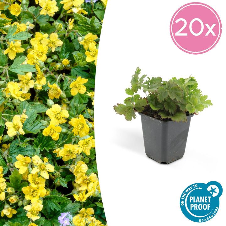 Waldsteinia Ternata - 20cm - Acheter une plante d'intérieur