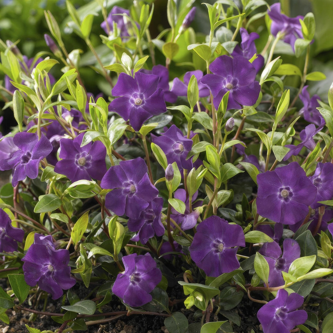 Vinca Minor 'Atropurpurea' - 20cm - Maagdenpalm | Koop