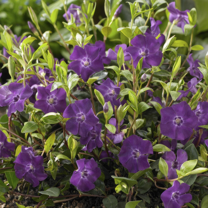 Vinca Minor 'Atropurpurea' - 20cm - Maagdenpalm | Koop