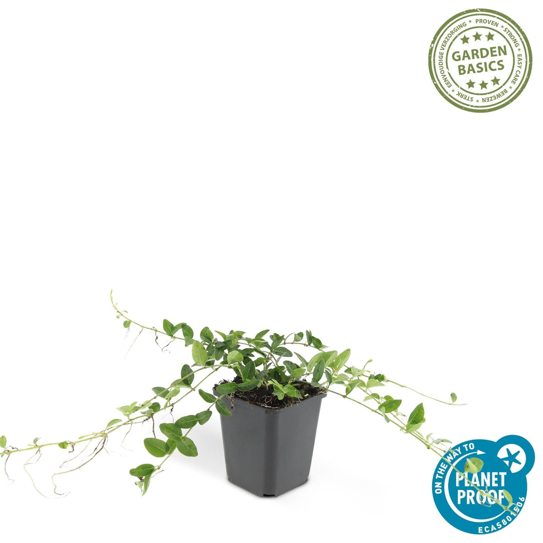 Vinca minor 'Alba' - 20cm - Petite pervenche - Acheter une plante d'intérieur