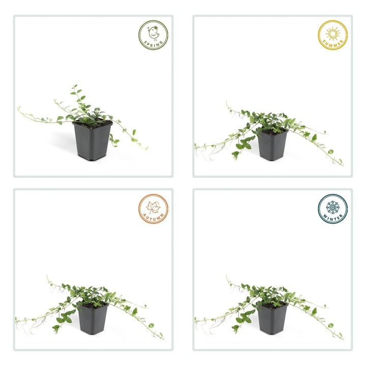 Vinca minor 'Alba' - 20cm - Petite pervenche - Acheter une plante d'intérieur