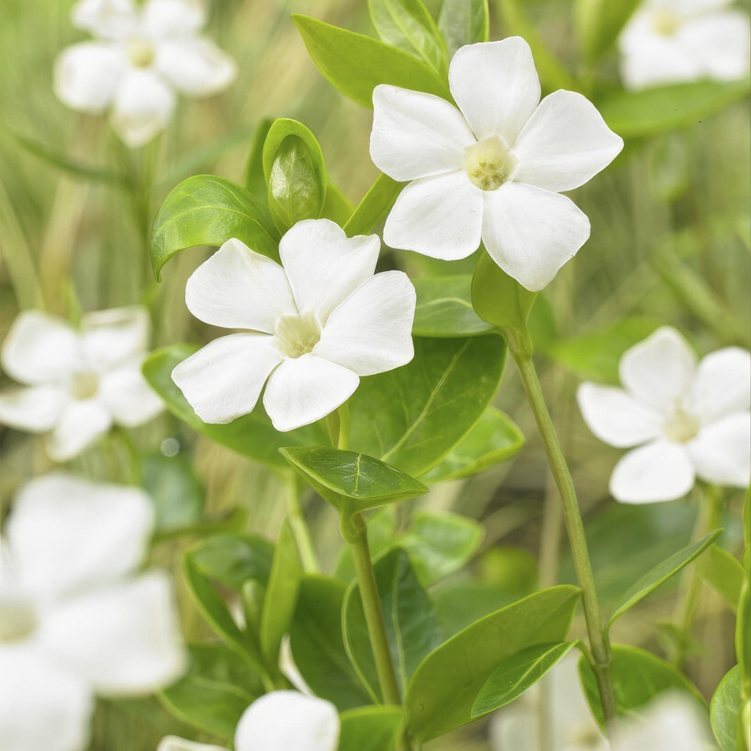 Vinca minor 'Alba' - 20cm - Petite pervenche - Acheter une plante d'intérieur