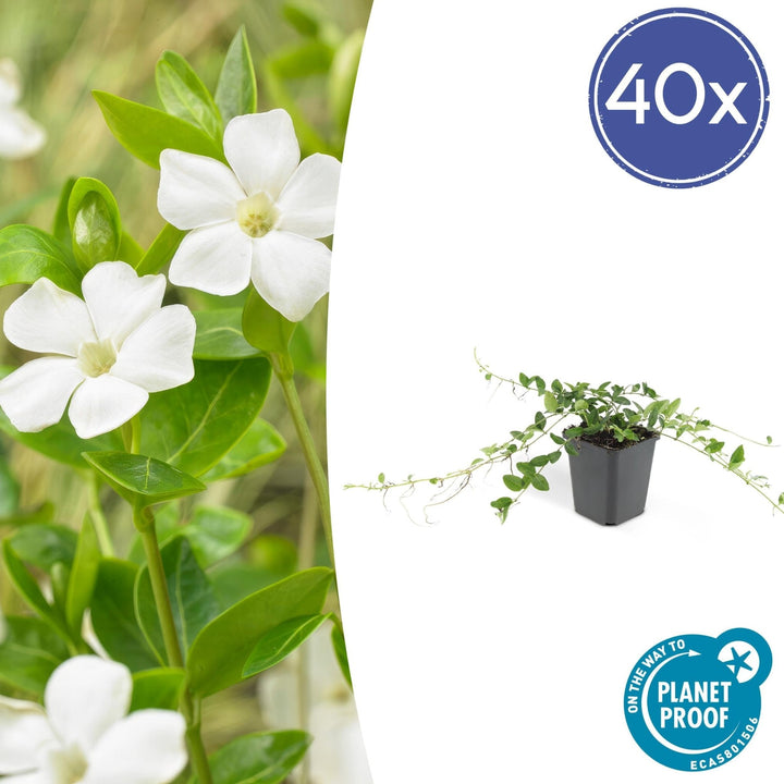 Vinca minor 'Alba' - 20cm - Petite pervenche - Acheter une plante d'intérieur