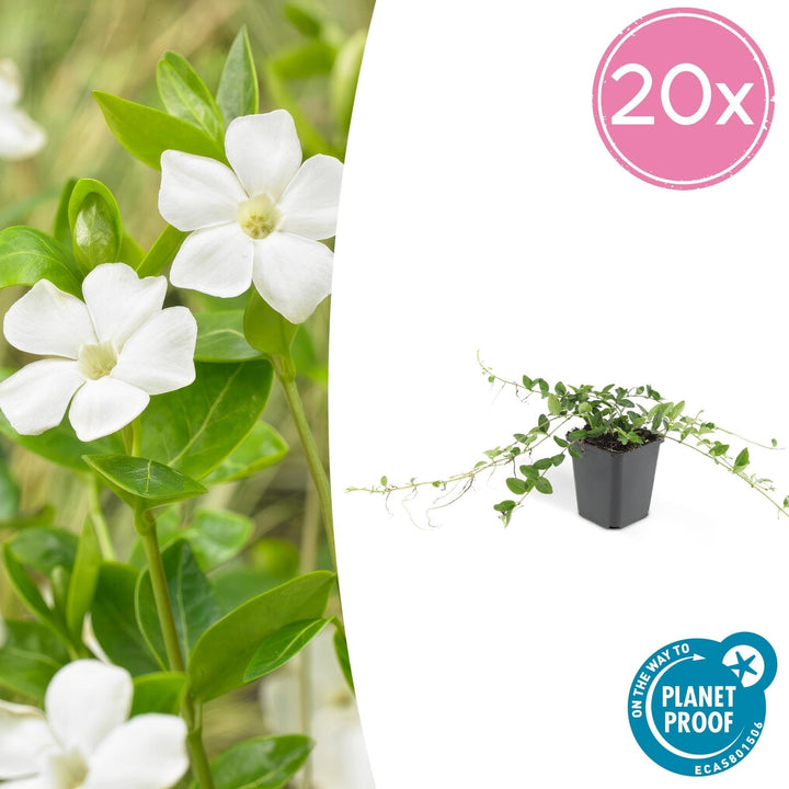 Vinca minor 'Alba' - 20cm - Petite pervenche - Acheter une plante d'intérieur