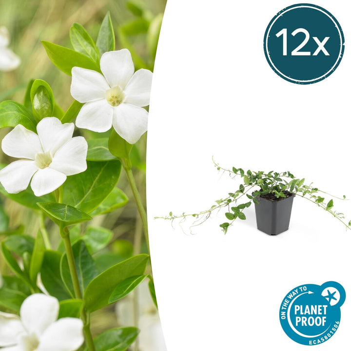 Vinca minor 'Alba' - 20cm - Petite pervenche - Acheter une plante d'intérieur
