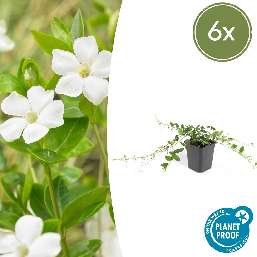 Vinca minor 'Alba' - 20cm - Petite pervenche - Acheter une plante d'intérieur