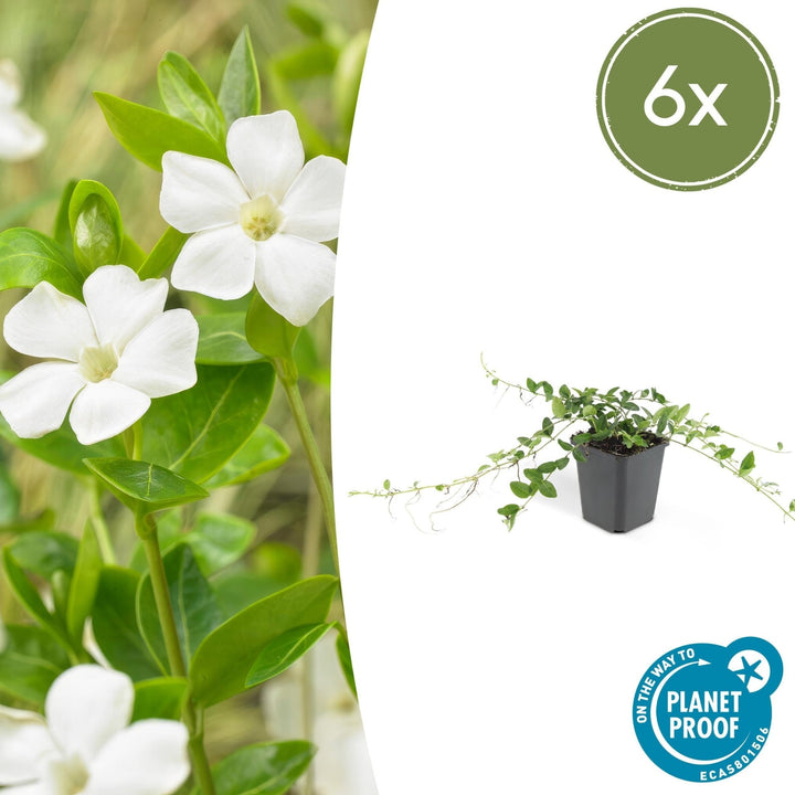 Vinca minor 'Alba' - 20cm - Petite pervenche - Acheter une plante d'intérieur