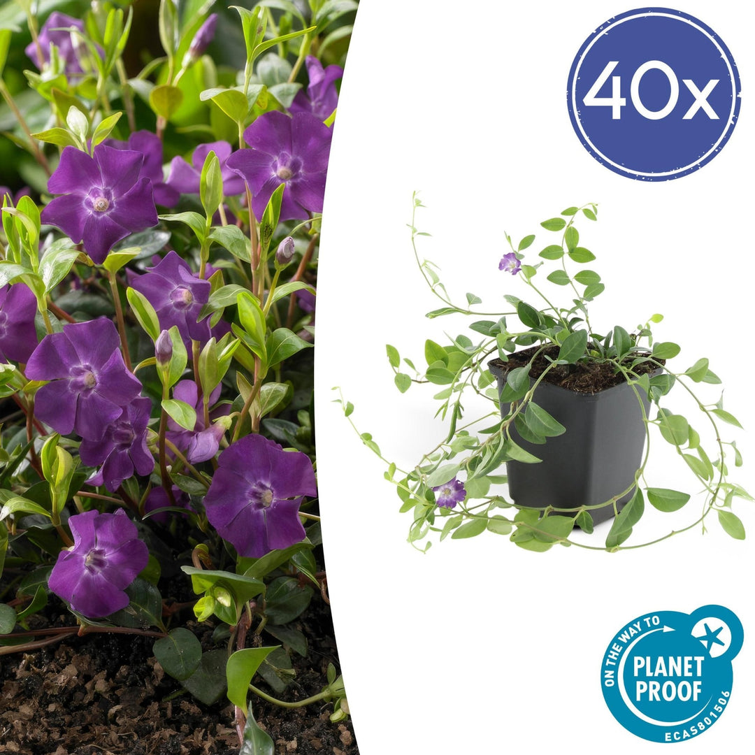 Vinca Minor 'Atropurpurea' - 20cm - Maagdenpalm | Koop