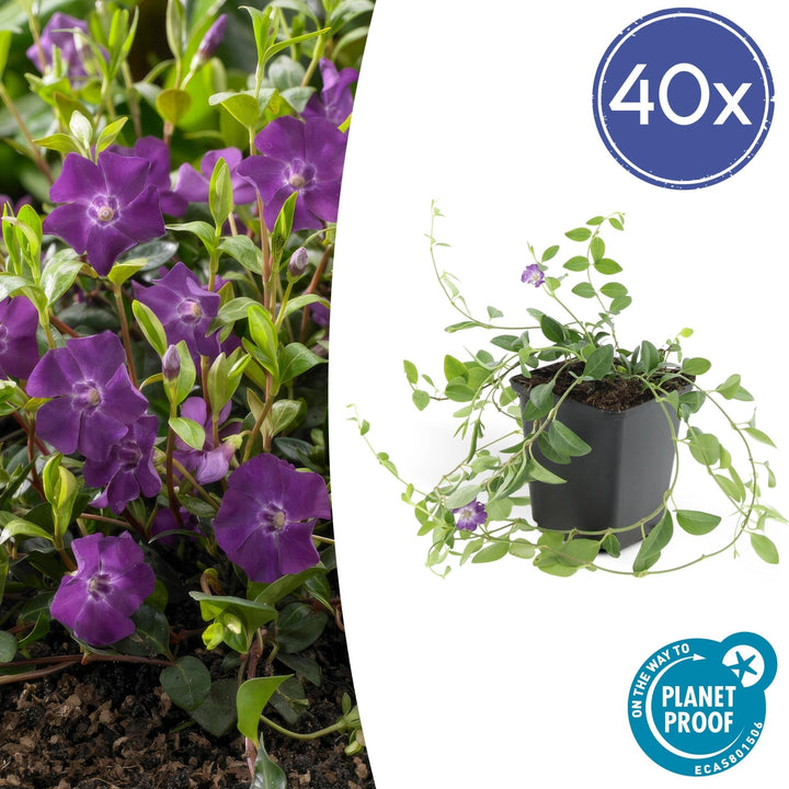 Vinca Minor 'Atropurpurea' - 20cm - Maagdenpalm | Koop