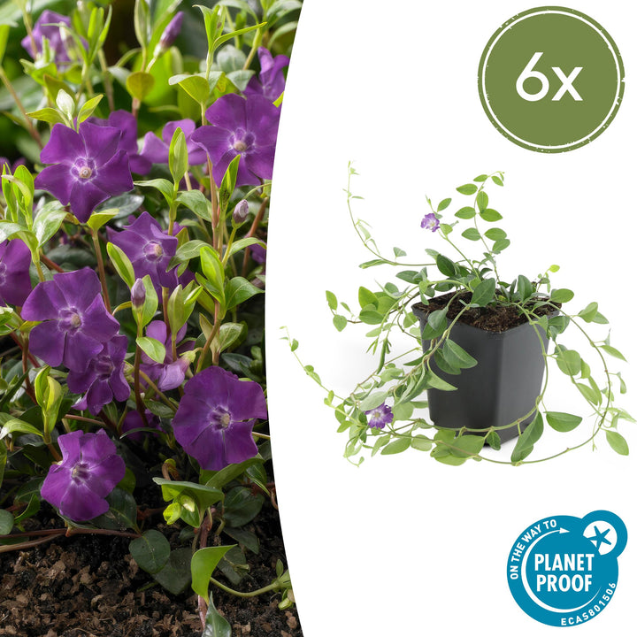 Vinca Minor 'Atropurpurea' - 20cm - Maagdenpalm | Koop