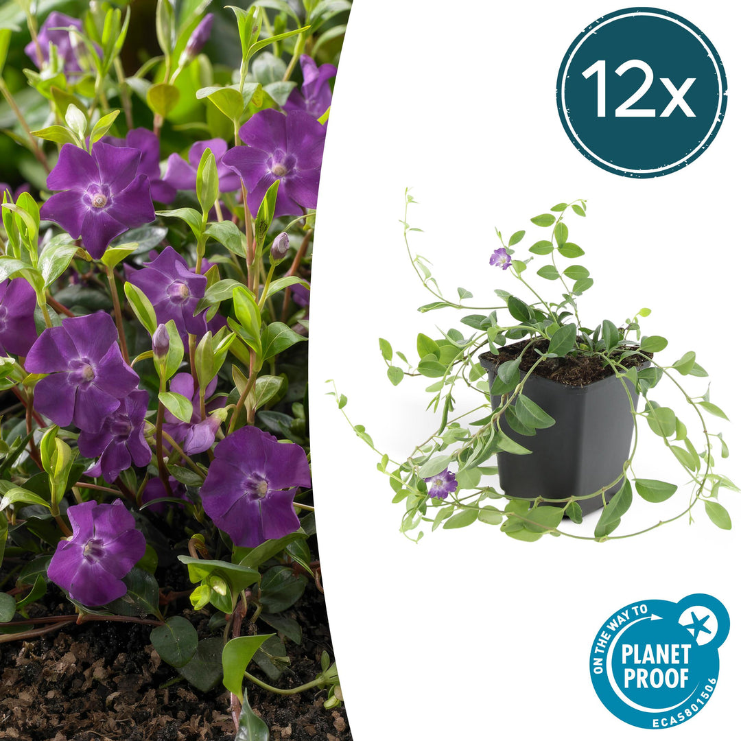 Vinca Minor 'Atropurpurea' - 20cm - Maagdenpalm | Koop