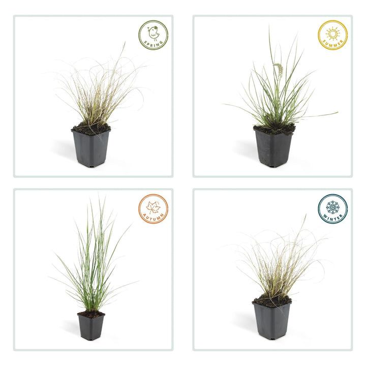 Pennisetum Alopecuroides 'Hameln' - 20cm