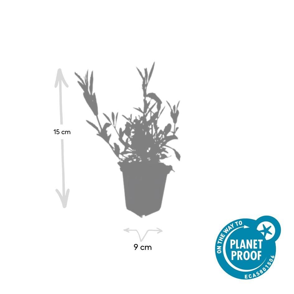 Verbena Bonariensis - 20cm - Kamerplant Kopen