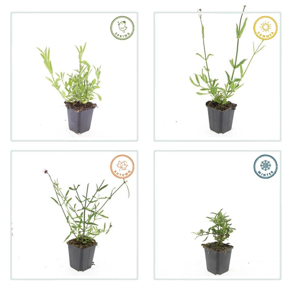 Verbena Bonariensis - 20cm - Kamerplant Kopen
