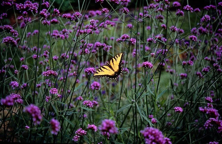 Verbena Bonariensis - 20cm - Kamerplant Kopen