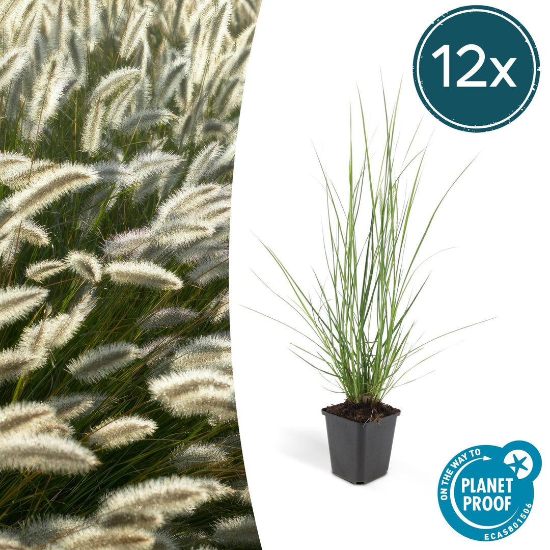Pennisetum Alopecuroides 'Hameln' - 20cm