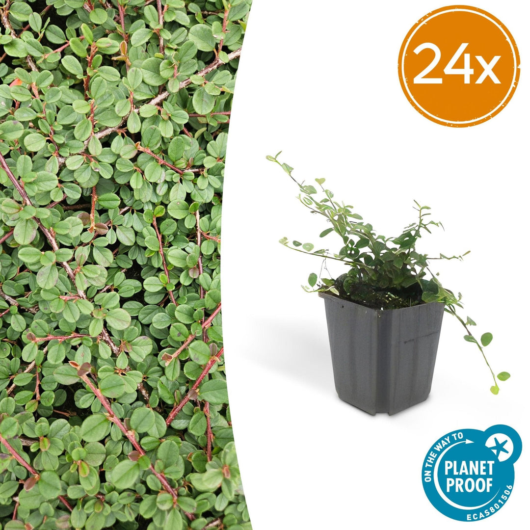 Cotoneaster Prostratus 'Queen of Carpets' - 20cm | Acheter
