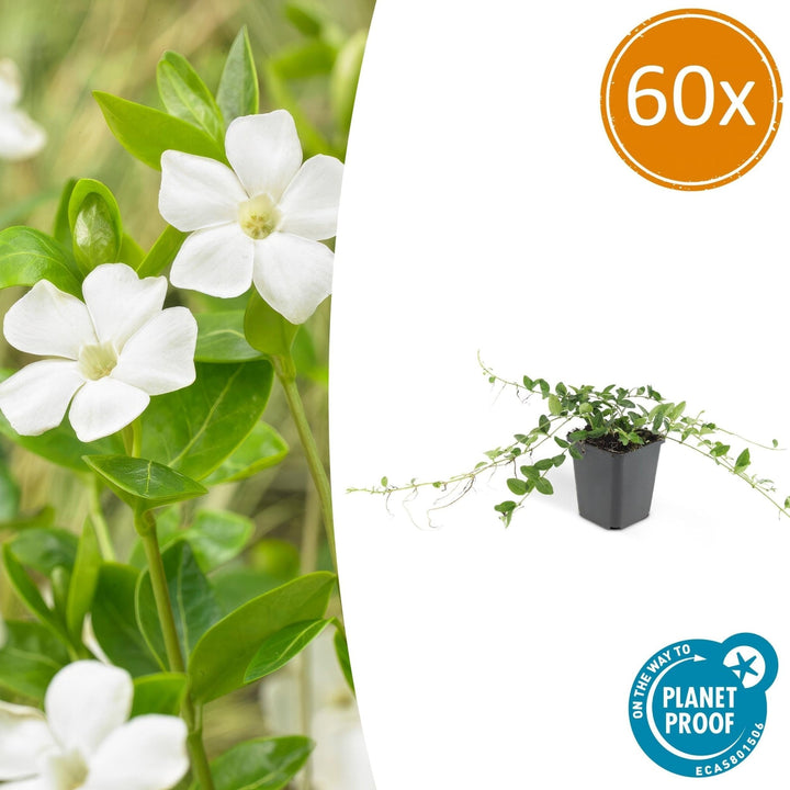 Vinca minor 'Alba' - 20cm - Petite pervenche - Acheter une plante d'intérieur