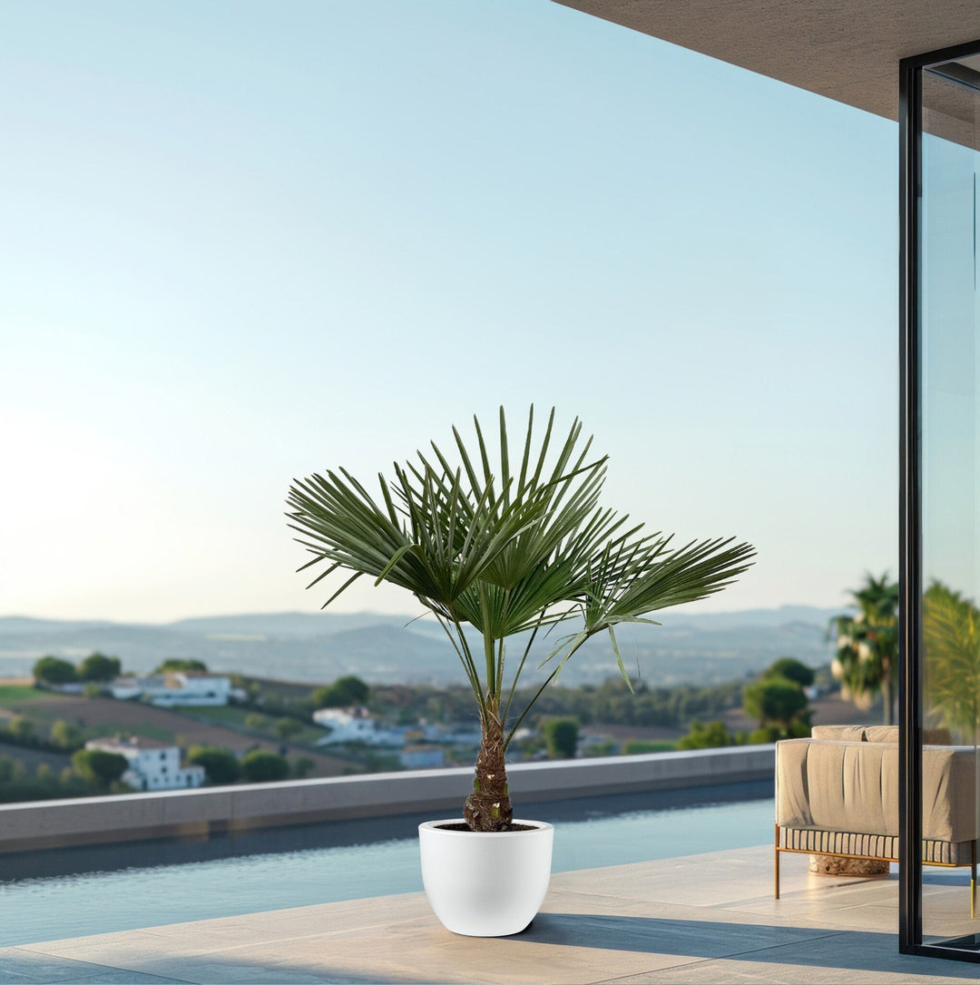 Trachycarpus Fortunei - 120cm - Acheter Plante d'intérieur