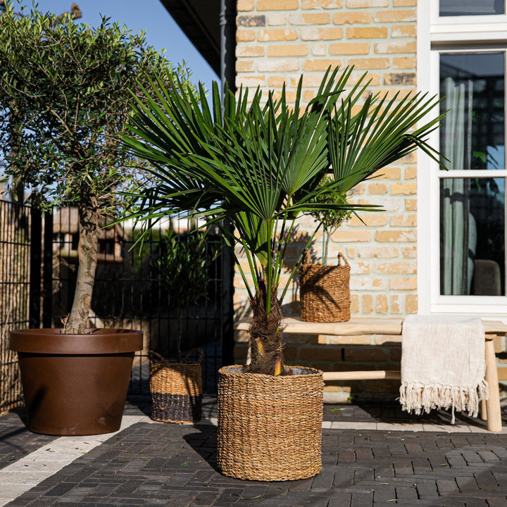 Trachycarpus Fortunei - 120cm - Acheter Plante d'intérieur