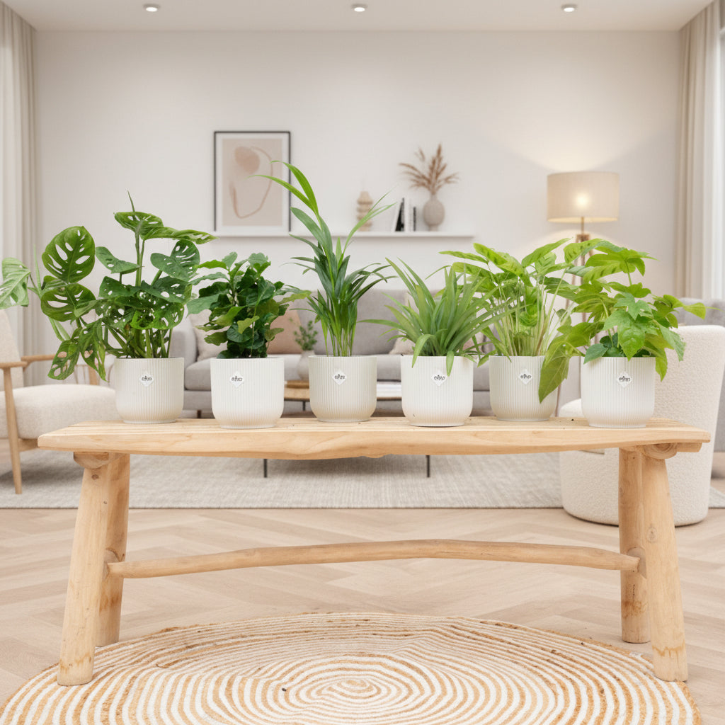 Boîte surprise - 6 plantes avec elho Vibes Fold Round Ø14
