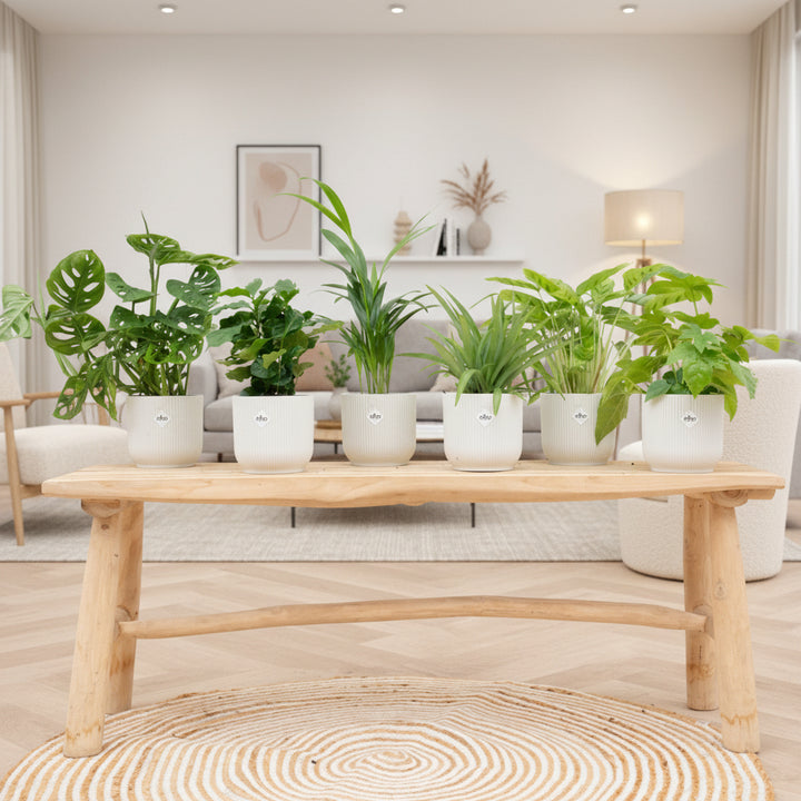 Boîte surprise - 6 plantes avec elho Vibes Fold Round Ø14