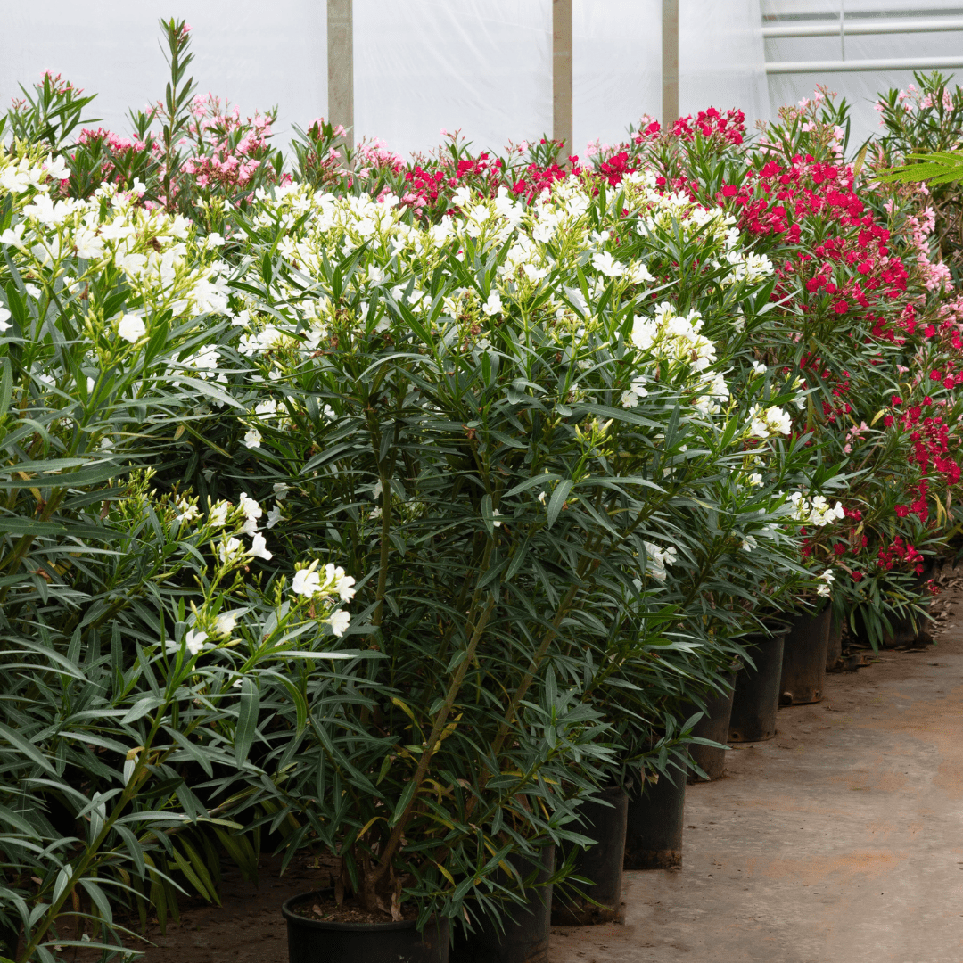 Nerium Oleander - 180cm - Acheter une plante d'intérieur