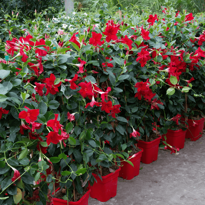 Dipladenia - 110cm - Acheter une plante d'intérieur