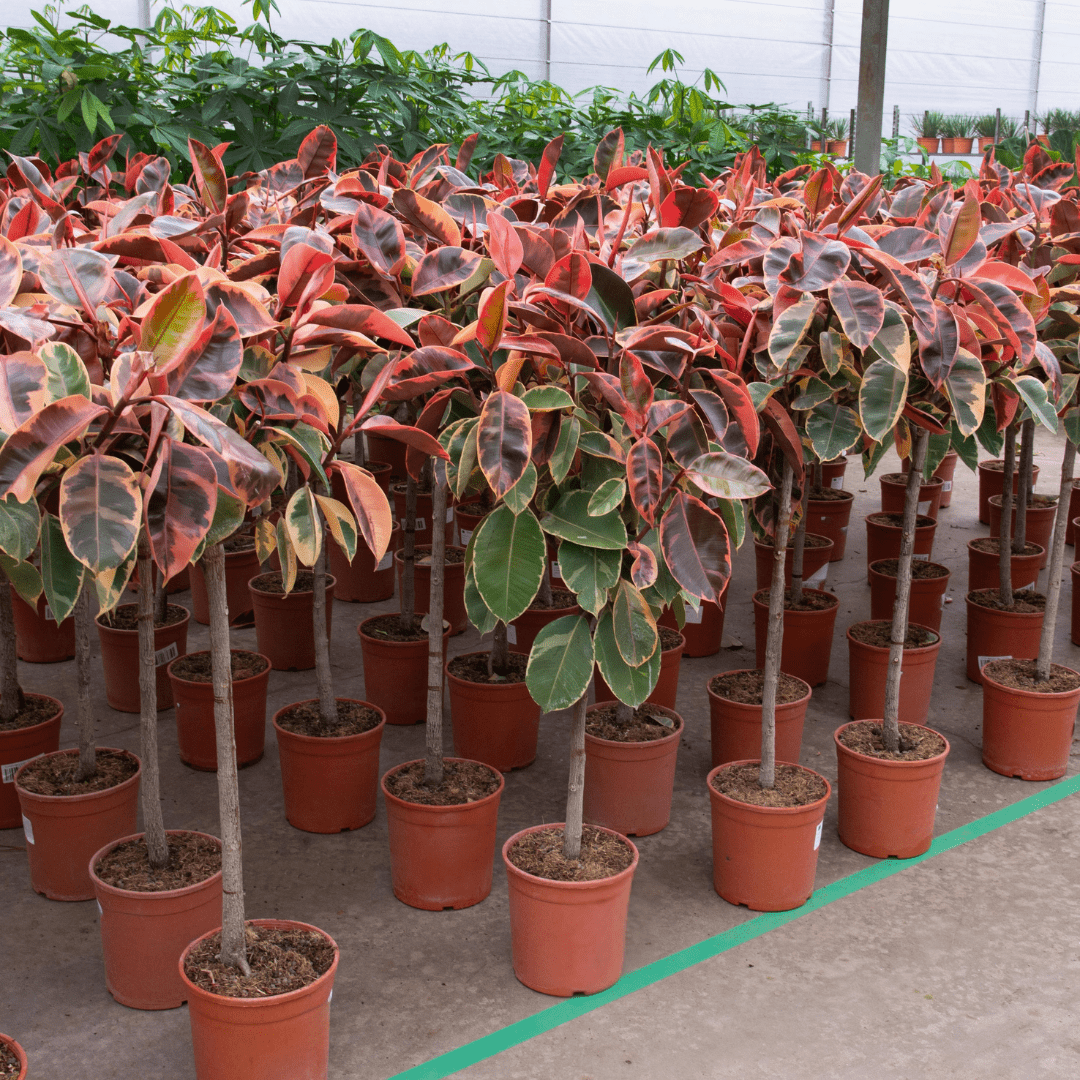 Ficus Elastica Belize op stam - 130cm - Rubberboom
