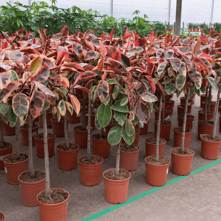 Ficus Elastica Belize op stam - 130cm - Rubberboom