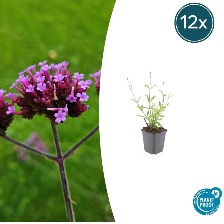 Verbena Bonariensis 'Lollipop' - 20cm - Kamerplant Kopen