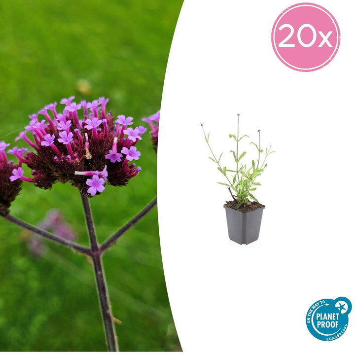 Verbena Bonariensis 'Lollipop' - 20cm - Kamerplant Kopen