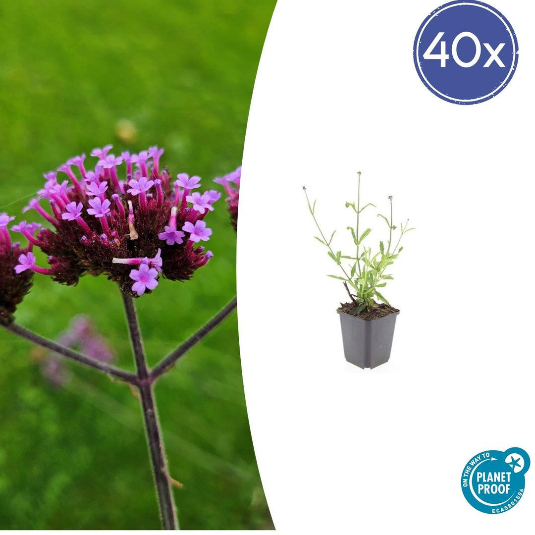 Verbena Bonariensis 'Lollipop' - 20cm - Kamerplant Kopen