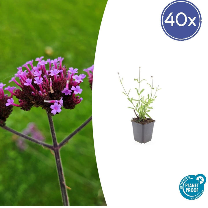 Verbena Bonariensis 'Lollipop' - 20cm - Kamerplant Kopen