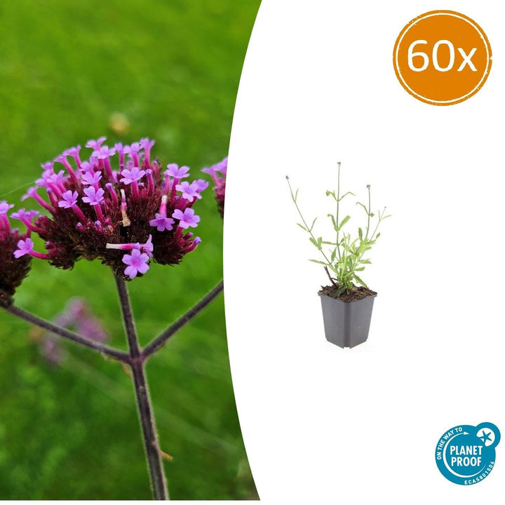 Verbena Bonariensis 'Lollipop' - 20cm - Kamerplant Kopen