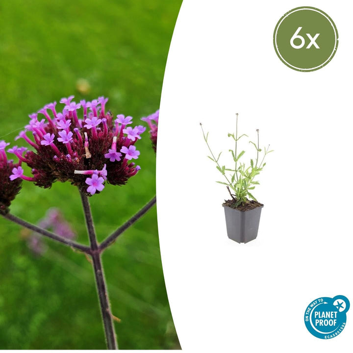 Verbena Bonariensis 'Lollipop' - 20cm - Kamerplant Kopen